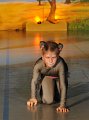 Lionking 0558